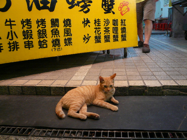 世界の猫　写真館 in 台湾_e0237625_2256947.jpg