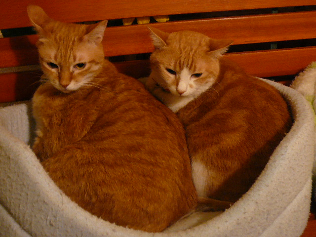 世界の猫 写真館 in 台湾_e0237625_23171874.jpg