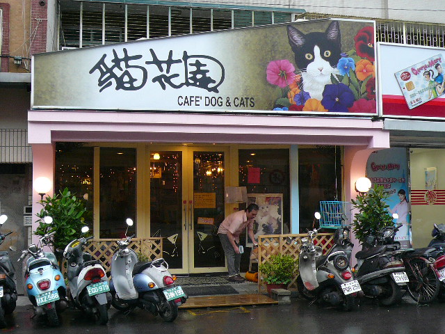 世界の猫 写真館 in 台湾_e0237625_2328115.jpg