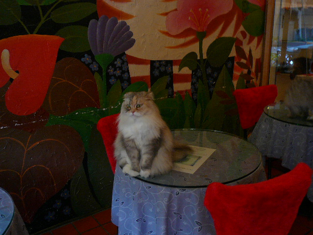 世界の猫 写真館 in 台湾_e0237625_2328417.jpg