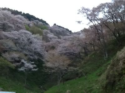 吉野山の桜  好調_c0124828_7311792.jpg