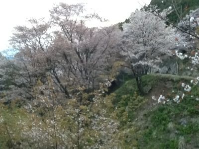 吉野山の桜  好調_c0124828_7312030.jpg
