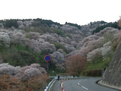 吉野山の桜  好調_c0124828_731216.jpg