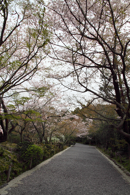 そうだ 京都、行こう。 －2012年桜　龍安寺－（一般拝観・前編）_b0169330_7423855.jpg