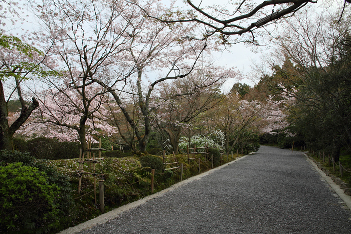 そうだ 京都、行こう。 －2012年桜　龍安寺－（一般拝観・前編）_b0169330_7424266.jpg