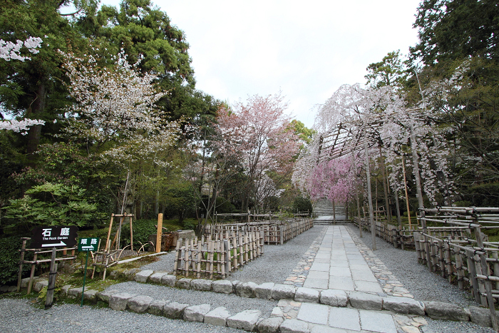 そうだ 京都、行こう。 －2012年桜　龍安寺－（一般拝観・前編）_b0169330_7425446.jpg