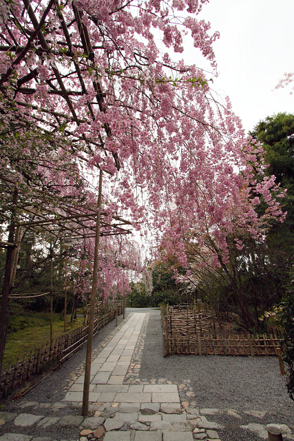 そうだ 京都、行こう。 －2012年桜　龍安寺－（一般拝観・前編）_b0169330_7475931.jpg