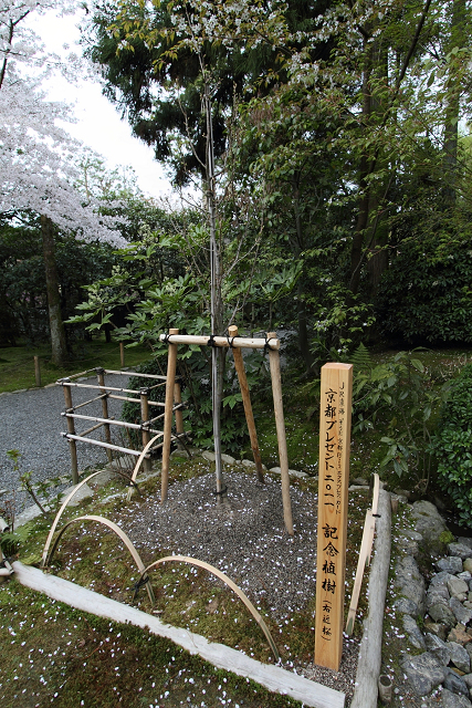 そうだ 京都、行こう。 －2012年桜　龍安寺－（一般拝観・前編）_b0169330_74865.jpg