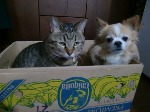 FURIFURIしっぽ♪です_b0177130_1356436.jpg