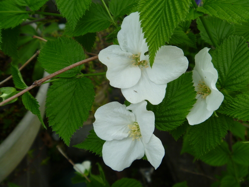 山シャクヤク・白山吹・かりん・うこん桜・スミレ・ポポー_a0254631_1075796.jpg