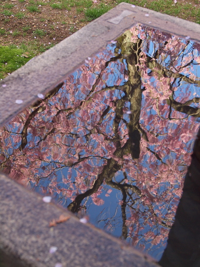 さくら通信2012～京都・上品蓮台寺～(4/14)_e0080133_1204188.jpg