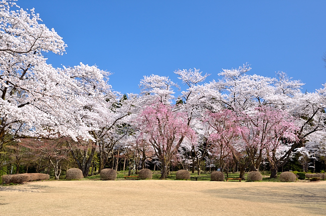 樹木公園の桜　2012_e0055138_23555345.jpg