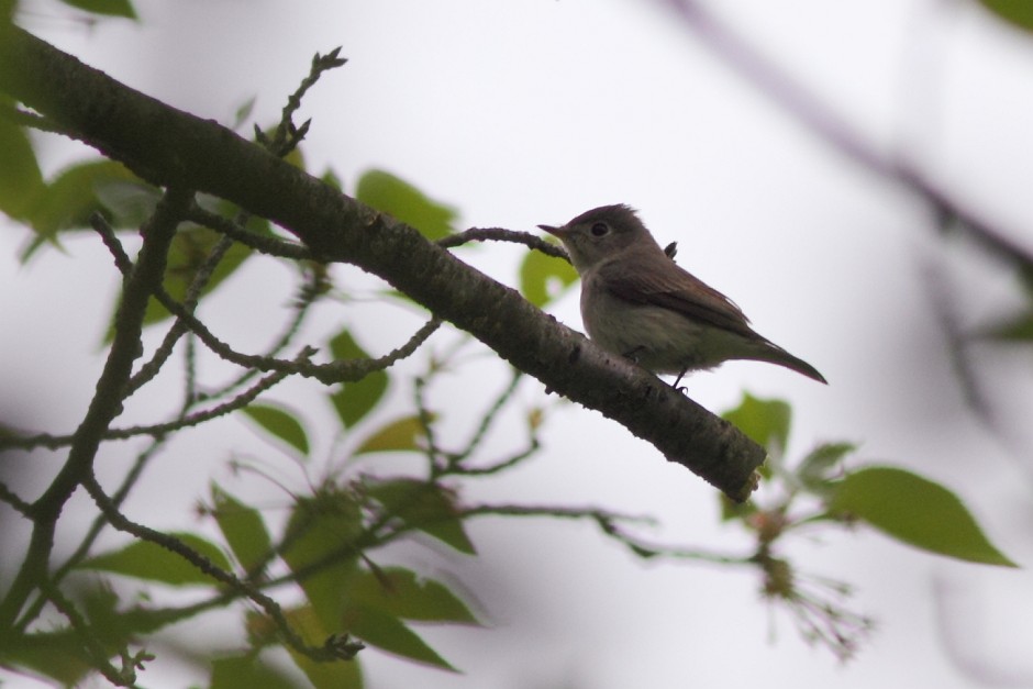 通勤鳥見2012　その7　コサメビタキ_c0075539_2016413.jpg