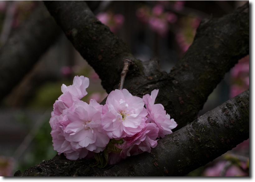 八重桜_c0121841_8515373.jpg