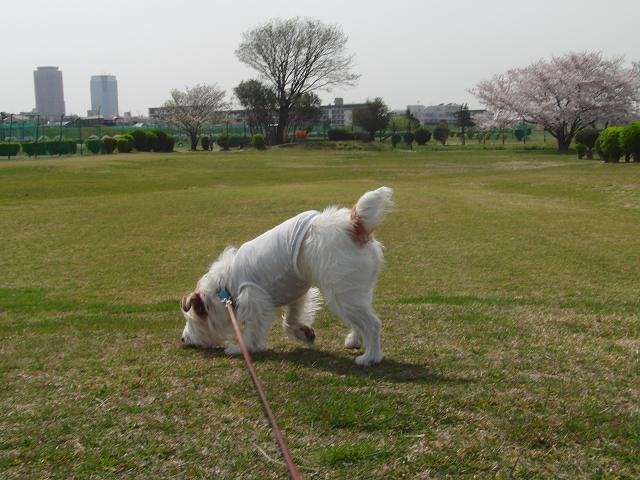 お花見プチピクニック♪ 　GOLF場にて_c0156345_15432713.jpg