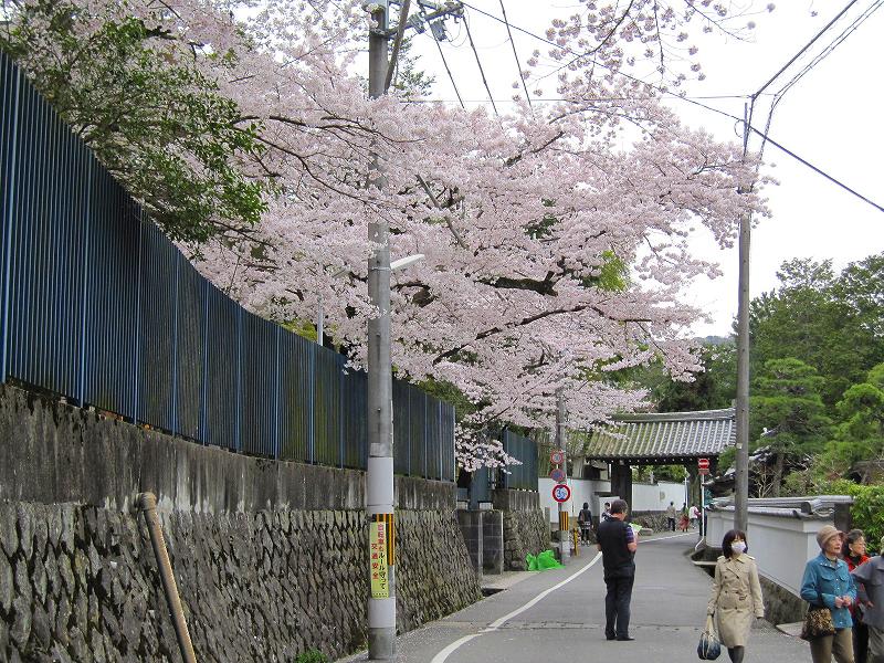 南禅寺の桜便り_e0237645_0007.jpg
