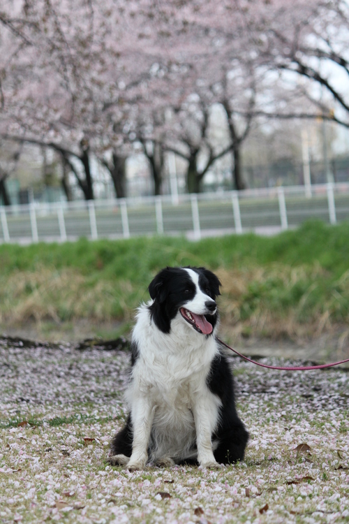 きれいな桜と･･･笑顔のキャンディ♪_b0245048_20111392.jpg