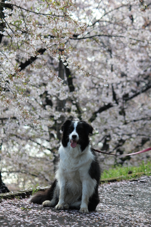 きれいな桜と･･･笑顔のキャンディ♪_b0245048_2014966.jpg