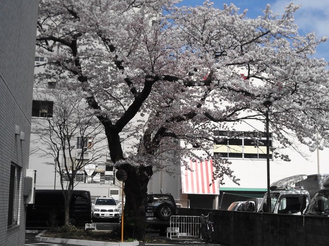 桜咲きました！_e0081753_13435081.jpg