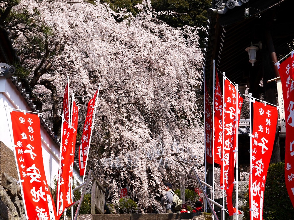 　　しだれ桜が咲く地福寺へ　１２年前の撮影です　　２０２４-０４-１１　００：００　_b0093754_2244467.jpg