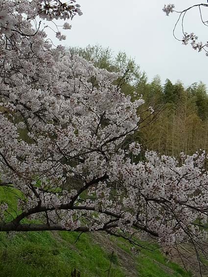 緑地公園の桜_c0168358_22503116.jpg