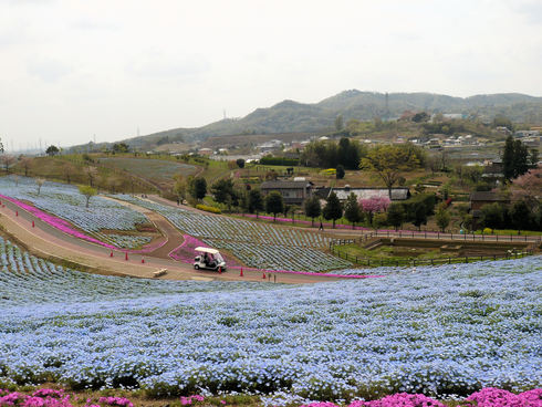 太田市北部運動公園の芝桜_c0130861_822669.jpg