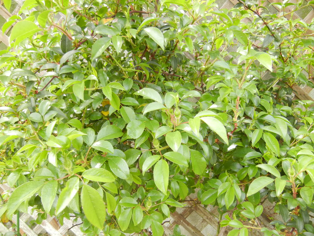 4月20日(金)じゃがいも植えたよ~!_f0060461_1537144.jpg