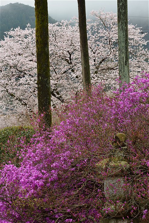 札所29番 長泉院 ~桜とミツバツツジ~_f0222161_23192245.jpg