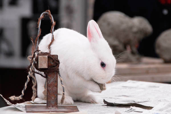 動物塑造「うさぎ」／彫刻科 : ヨゾコブ