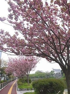 大濠公園のネコ_f0121167_23483048.jpg
