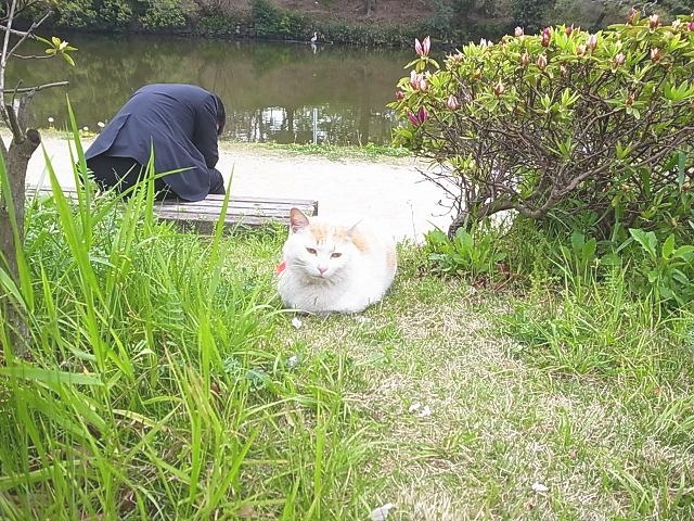 大濠公園のネコ_f0121167_23531282.jpg
