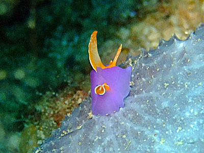 「ウミウシ&幼魚」_b0033573_2129028.jpg