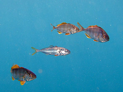 「ウミウシ&幼魚」_b0033573_21293771.jpg