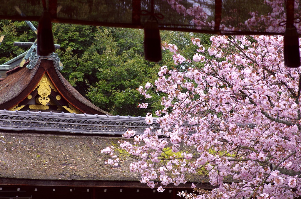 さくらKyoto/2012：平野神社_a0142976_16234329.jpg