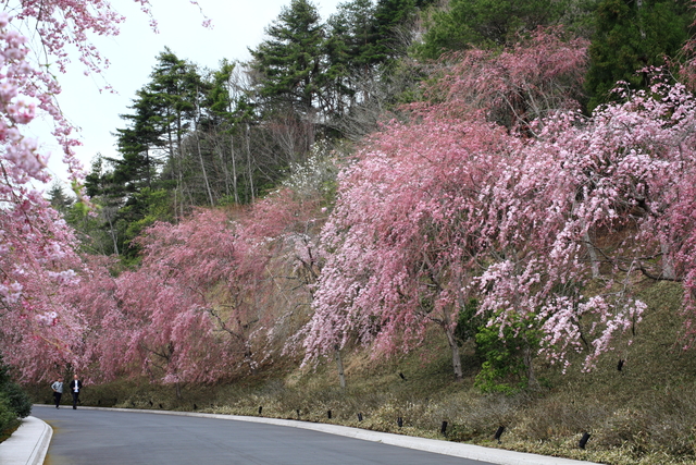 ＊　今がまさに桃源郷　　MIHO MUSEUM　Ⅰ_f0225276_1912967.jpg