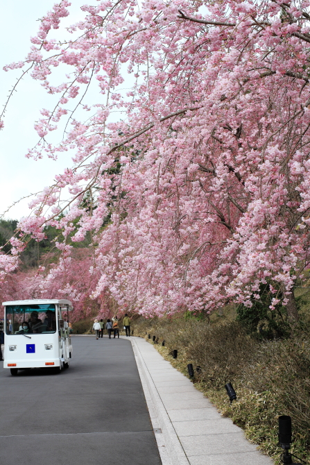 ＊　今がまさに桃源郷　　MIHO MUSEUM　Ⅰ_f0225276_1953253.jpg