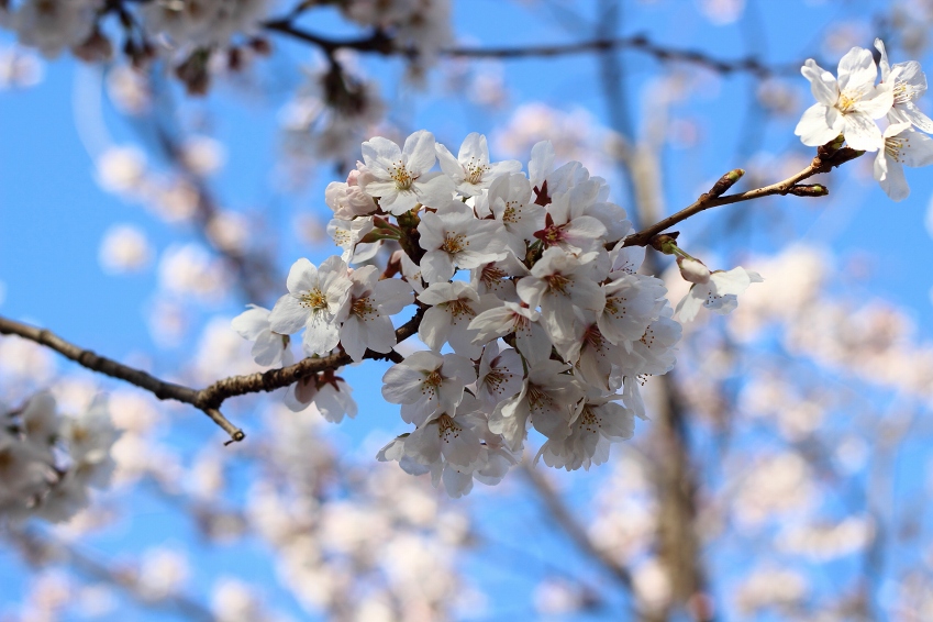 2012年の桜_d0040882_2015427.jpg