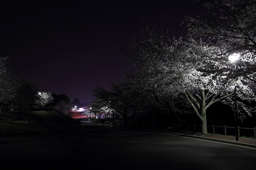 2012年の桜_d0040882_2034782.jpg