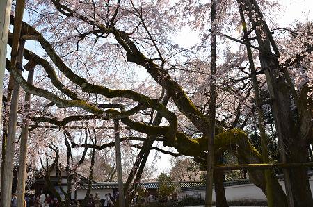 京都　醍醐寺　醍醐の桜　2012_c0229483_0123592.jpg