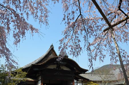 京都　醍醐寺　醍醐の桜　2012_c0229483_013737.jpg