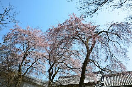 京都　醍醐寺　醍醐の桜　2012_c0229483_0282643.jpg