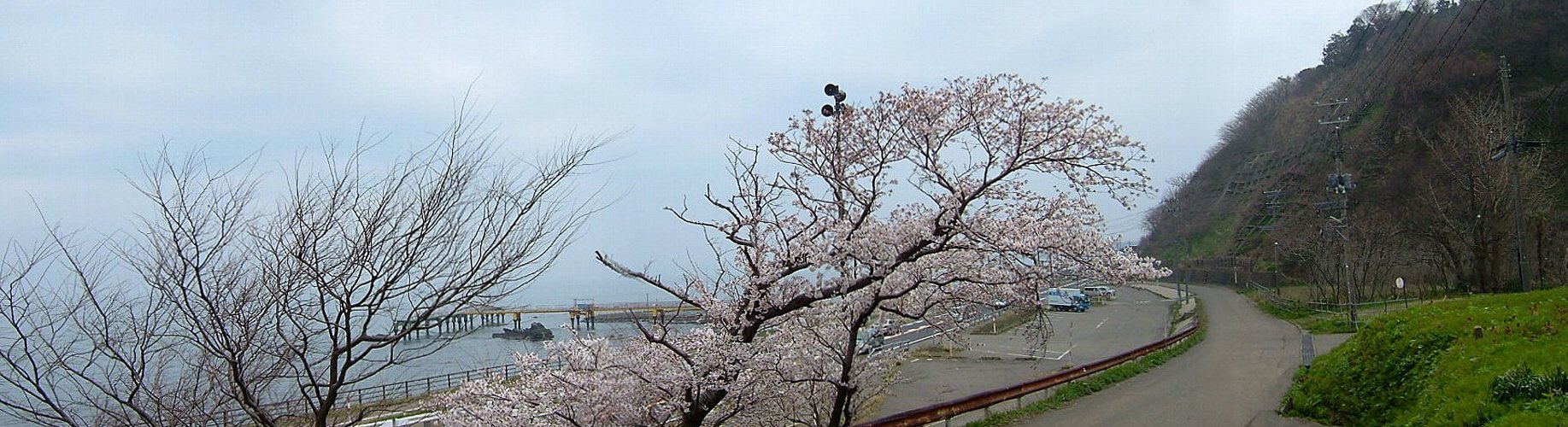 郷津海岸の桜！_e0065084_14384566.jpg