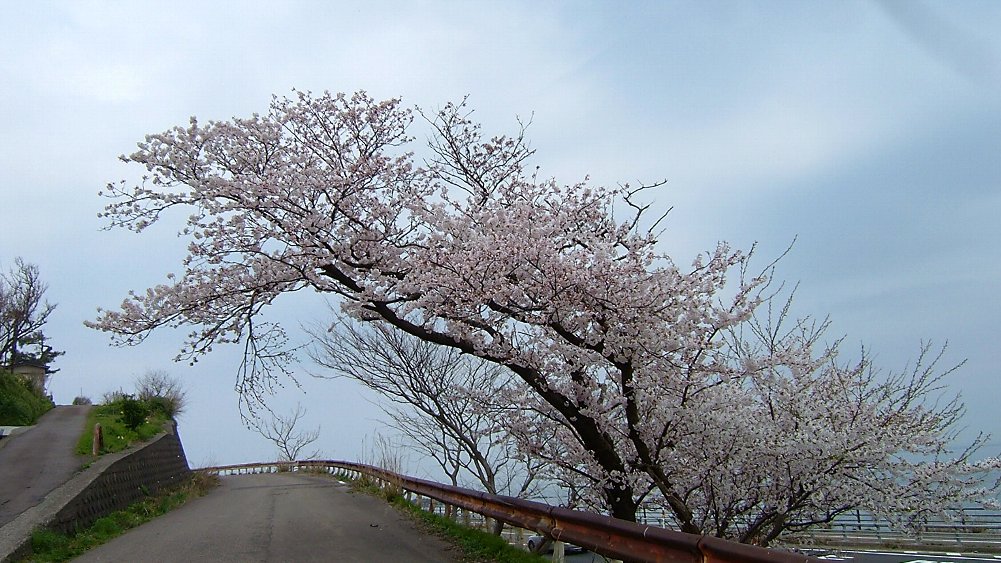 郷津海岸の桜!_e0065084_14392666.jpg