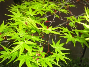 心身浄化しました_b0231886_1271430.jpg