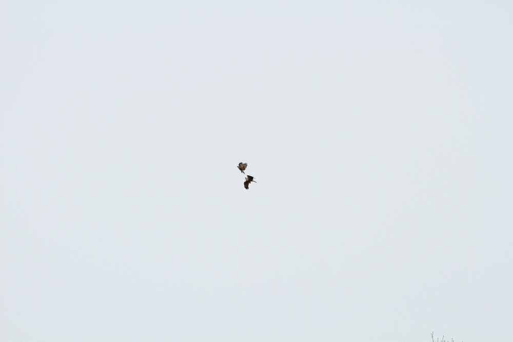 a0183690_21434086.jpg