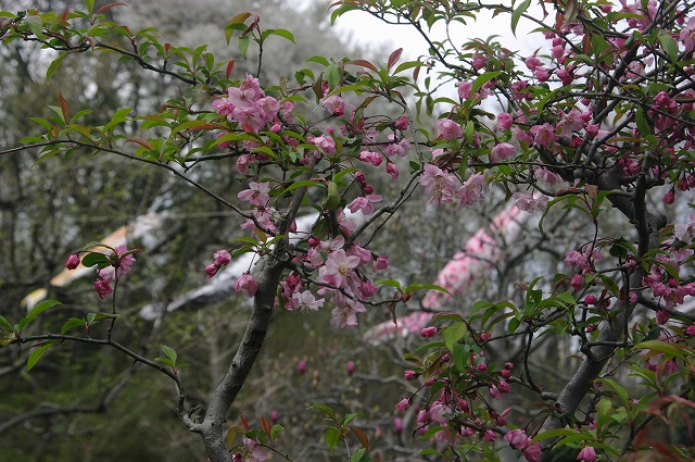 e0070891_21463381.jpg