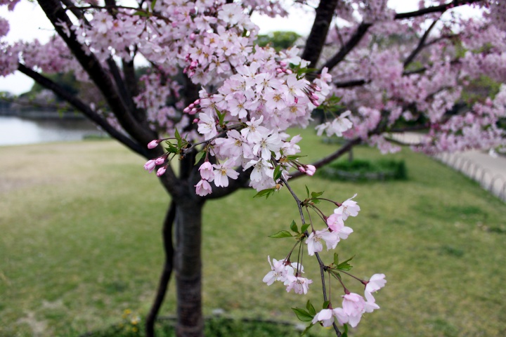 明石公園へお花見散歩_d0055793_14302147.jpg