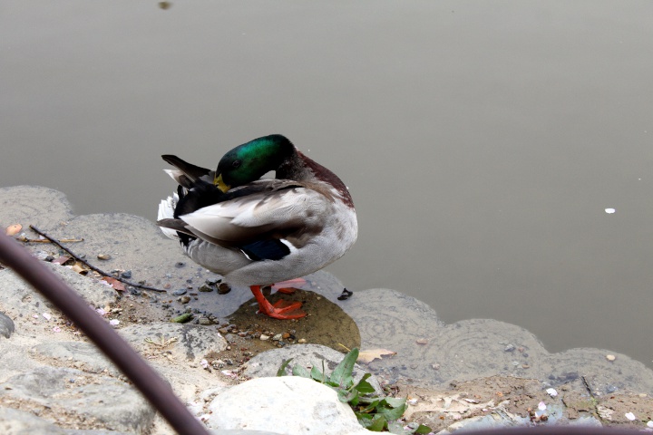 明石公園へお花見散歩_d0055793_14335656.jpg