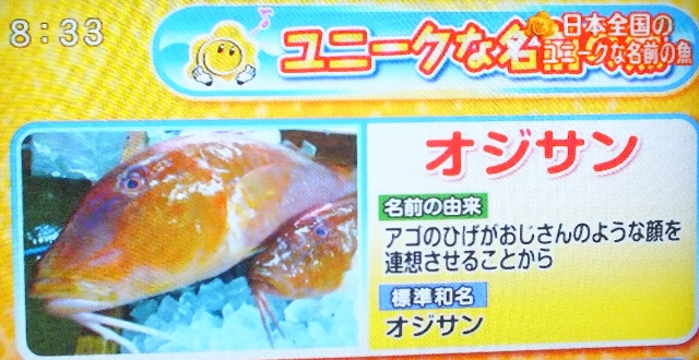 新着面白い 魚の 名前 すべての動物画像 新着面白い 魚の 名前 すべての動物画像