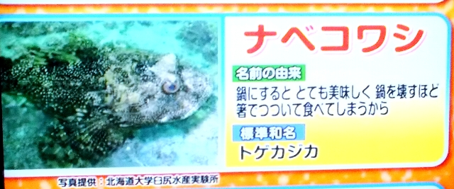 日本全国の面白い名前の魚 こもれび キラリ 日本全国の面白い名前の魚 こもれび キラリ